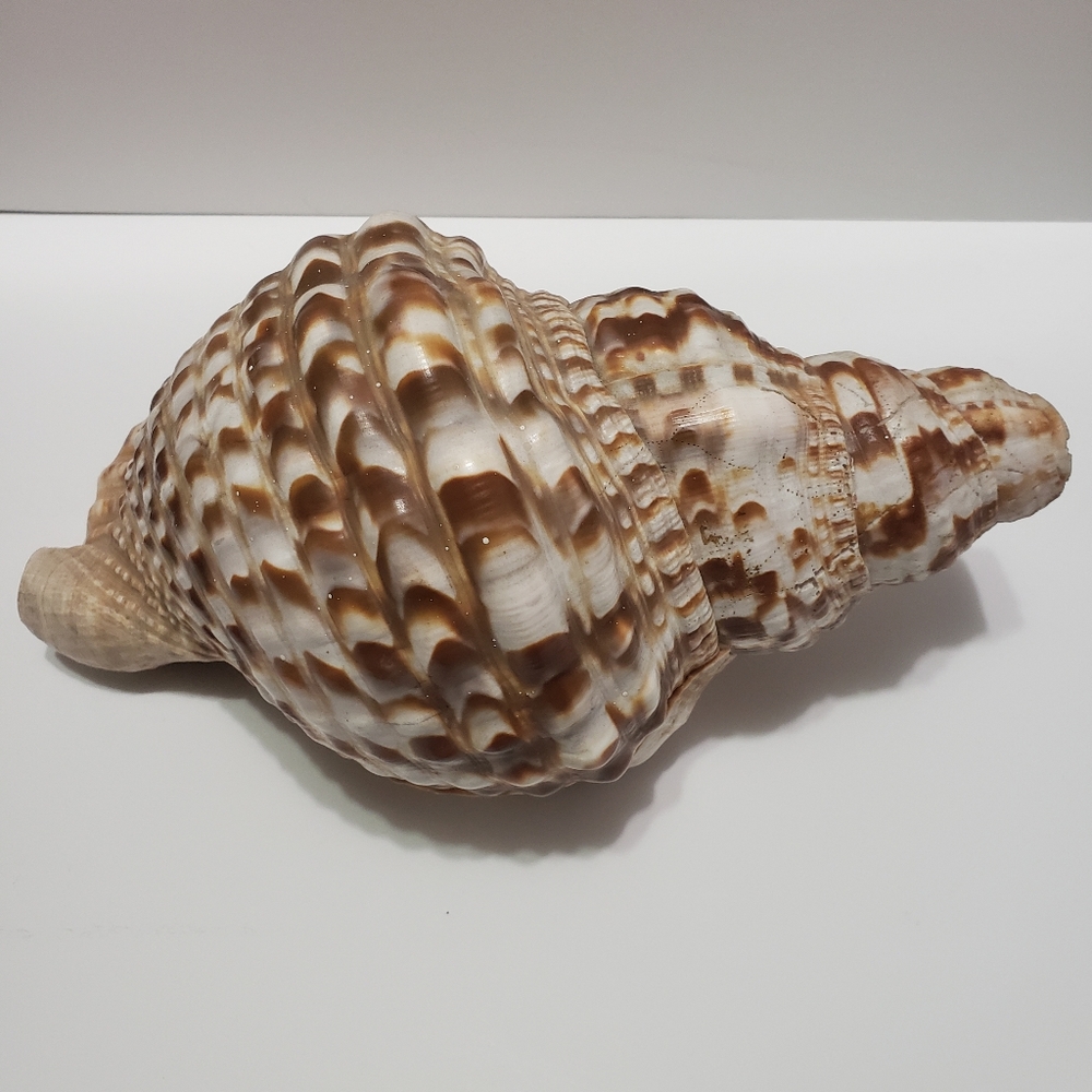 Large 10" Triton Conch Seashell Horn Decor